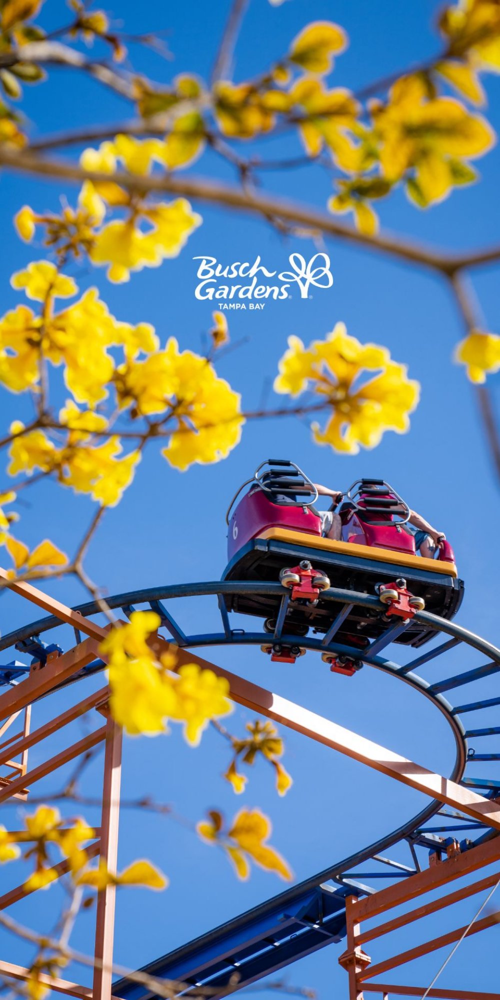 SandSerpent at Busch Gardens Tampa Bay.