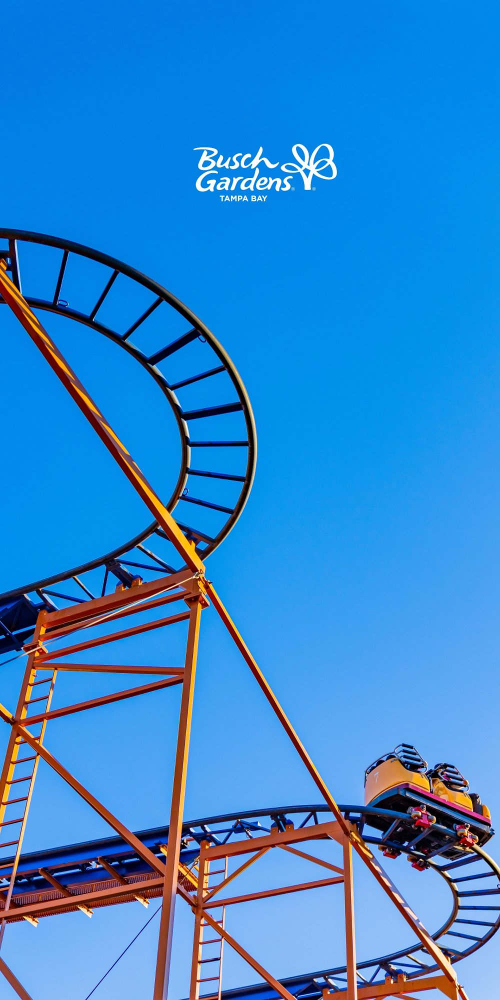 SandSerpent at Busch Gardens Tampa Bay.