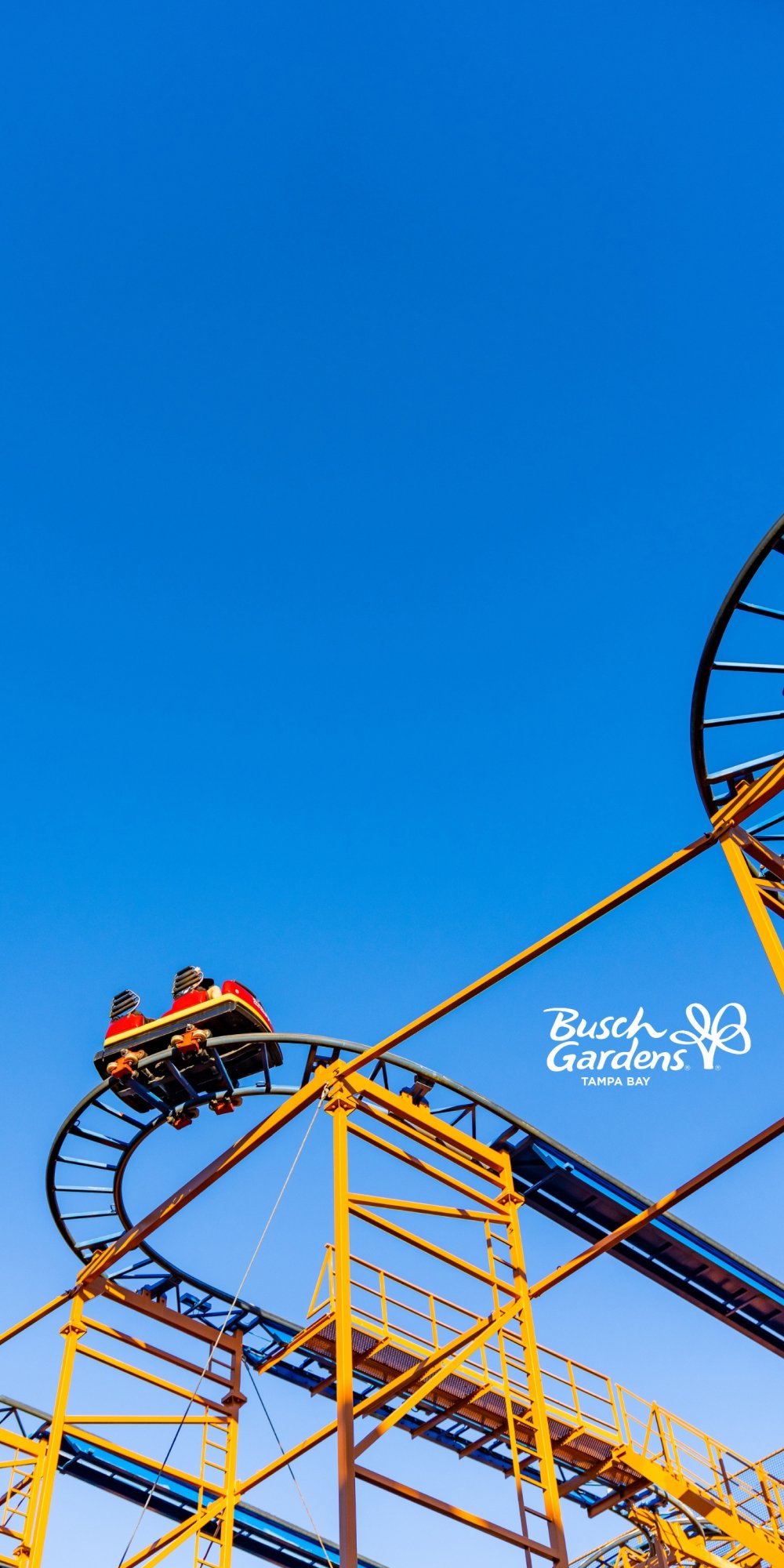 SandSerpent at Busch Gardens Tampa Bay.