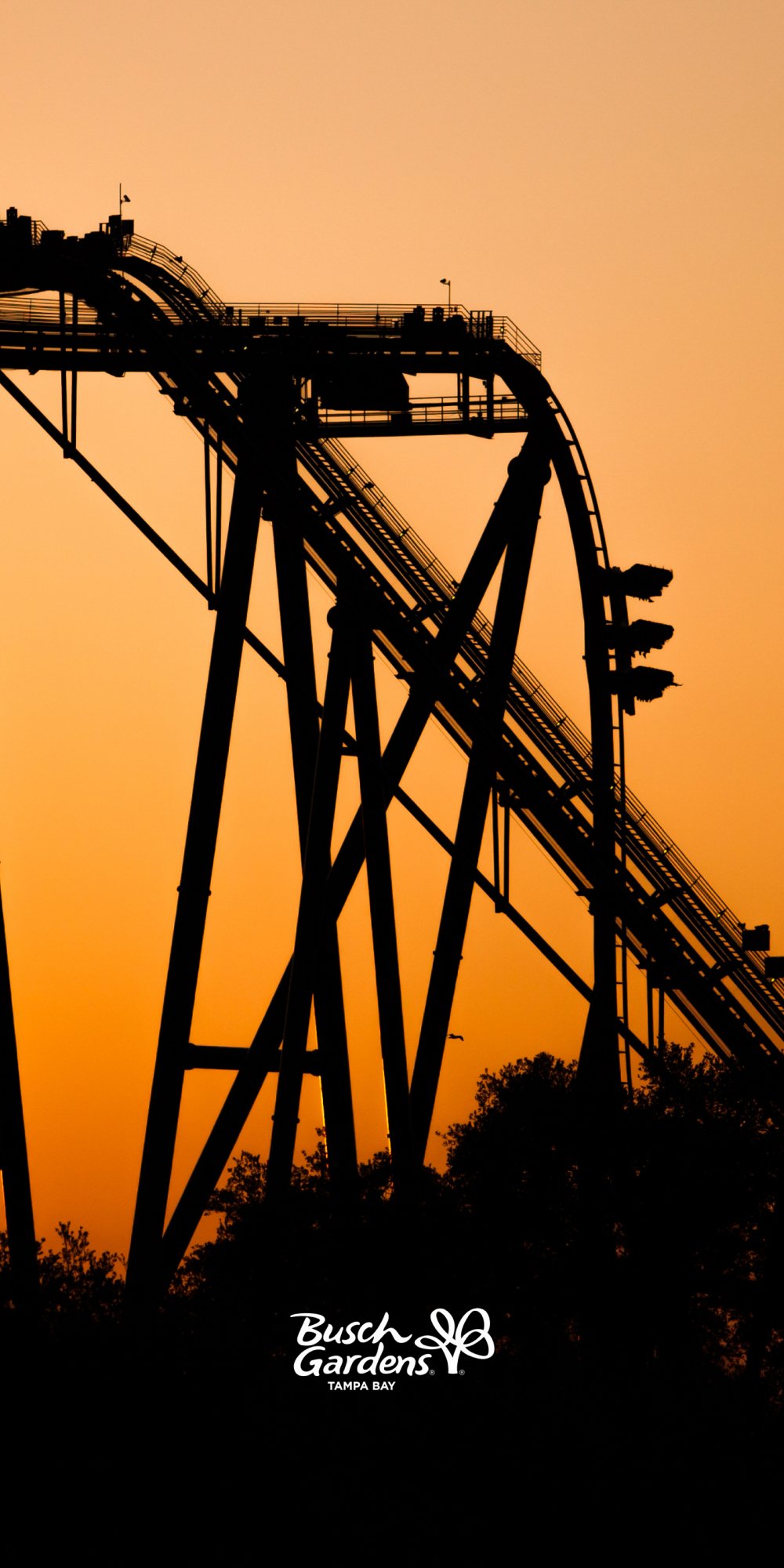 ShieKra in the sunset during Summer Nights at Busch Gardens Tampa Bay.