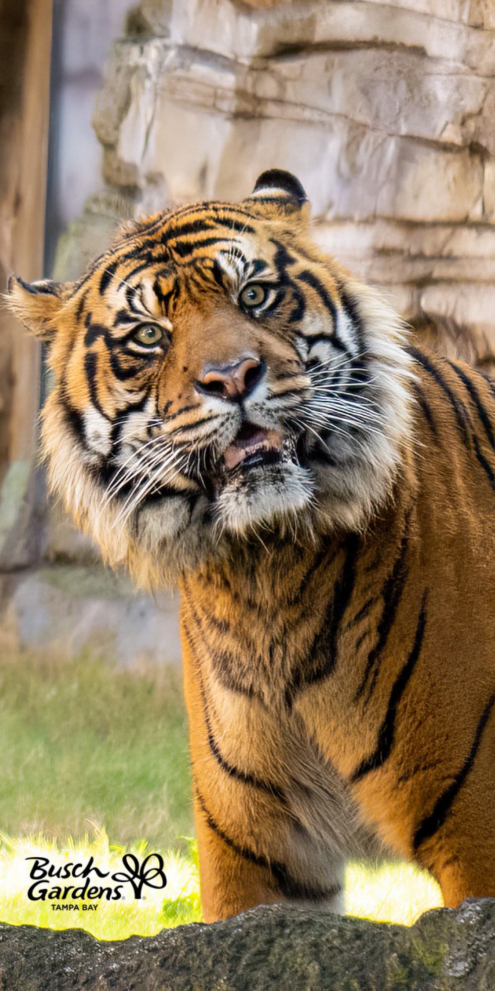 Busch Gardens Tampa Bay Celebrates National Zoo and Aquarium Month with phone wallpapers of your favorite animals.