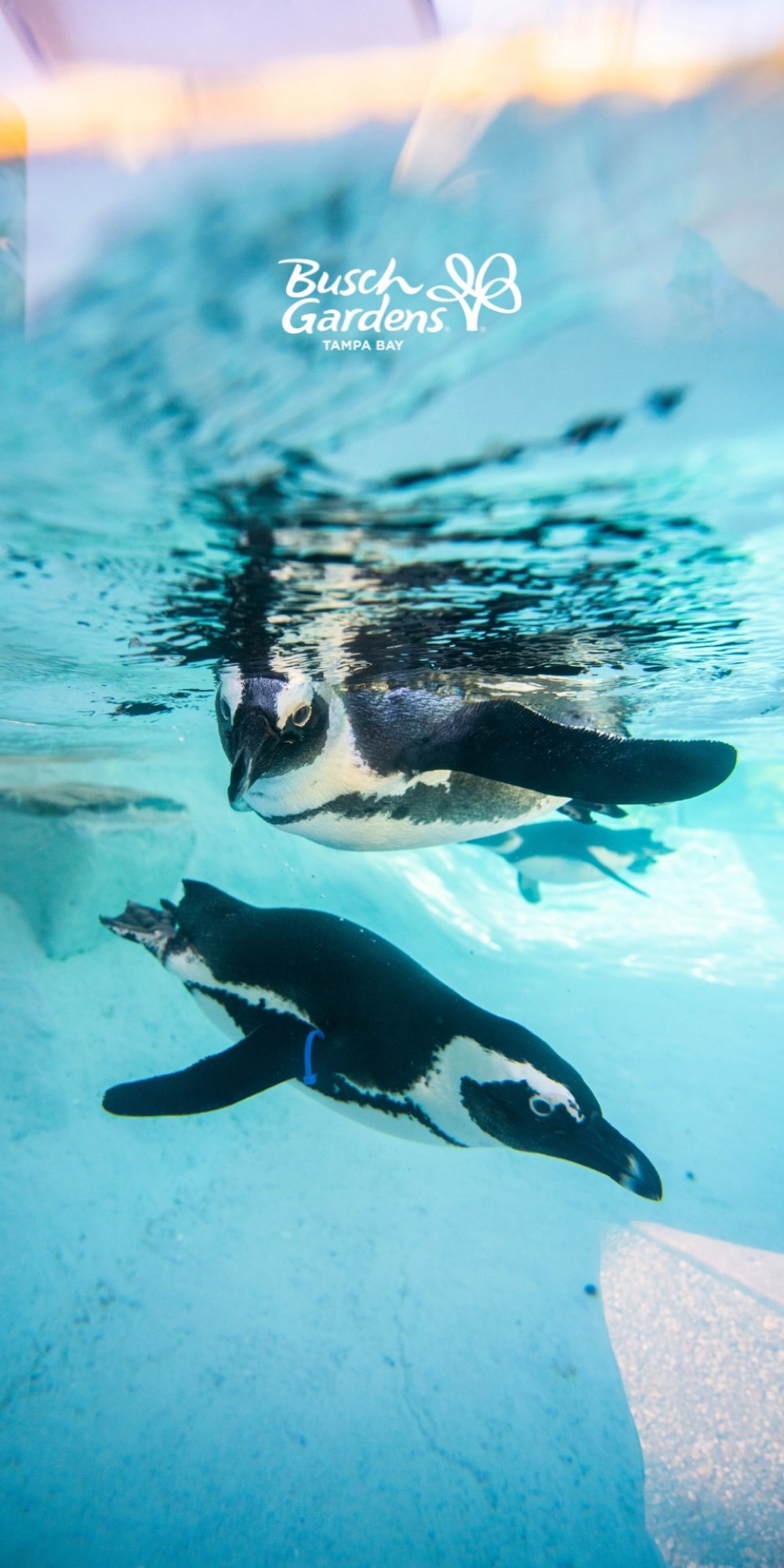 Busch Gardens Tampa Bay Celebrates National Zoo and Aquarium Month with phone wallpapers of your favorite animals.
