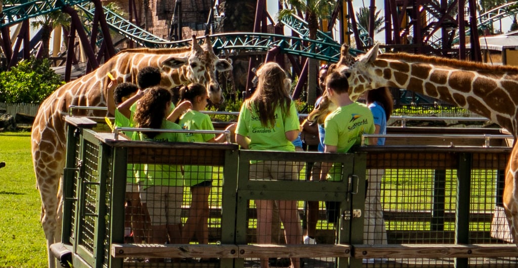 Overnight camps at Busch Gardens Tampa Bay.