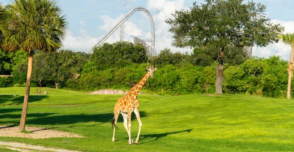 Giraffe on the Serengeti Plain at Busch Gardens Tampa Bay