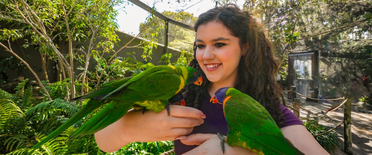 Lorikeet feeding