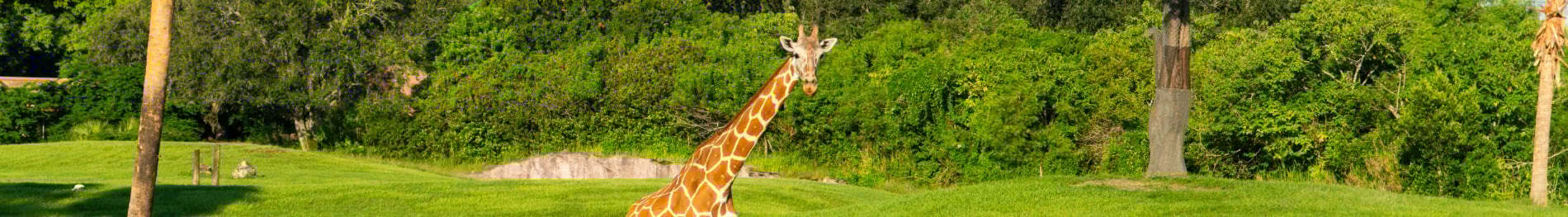 Giraffe on the Serengeti Plain at Busch Gardens Tampa Bay