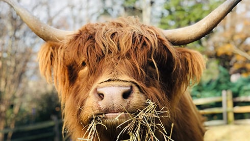 Scottish Highland Cows