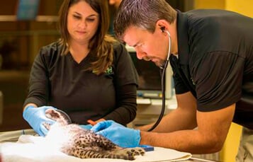 The Animal Care Center at Busch Gardens Tampa Bay