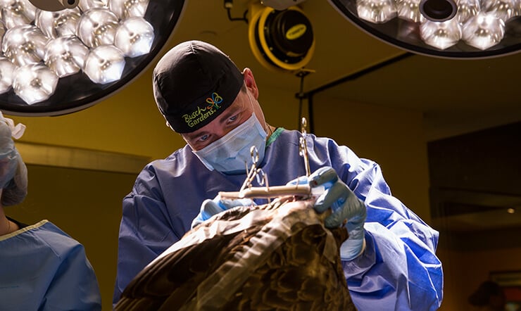 Visit the Animal Care Center at Busch Gardens Tampa Bay