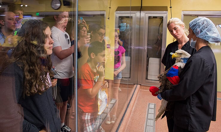 Visit the Animal Care Center at Busch Gardens Tampa Bay