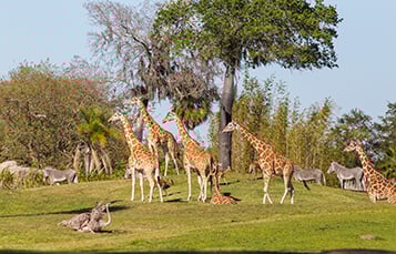 See the Serengeti Plains at Busch Gardens Tampa Bay