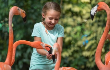 Animal Connections at Busch Gardens Tampa Bay