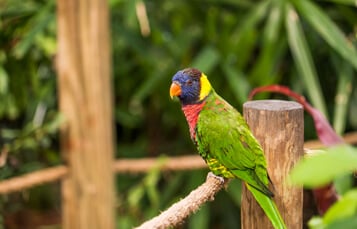 Lory Landing at Busch Gardens Tampa Bay