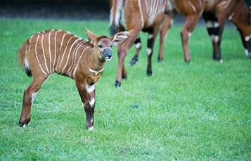 See the Bongo at Busch Gardens Tampa Bay