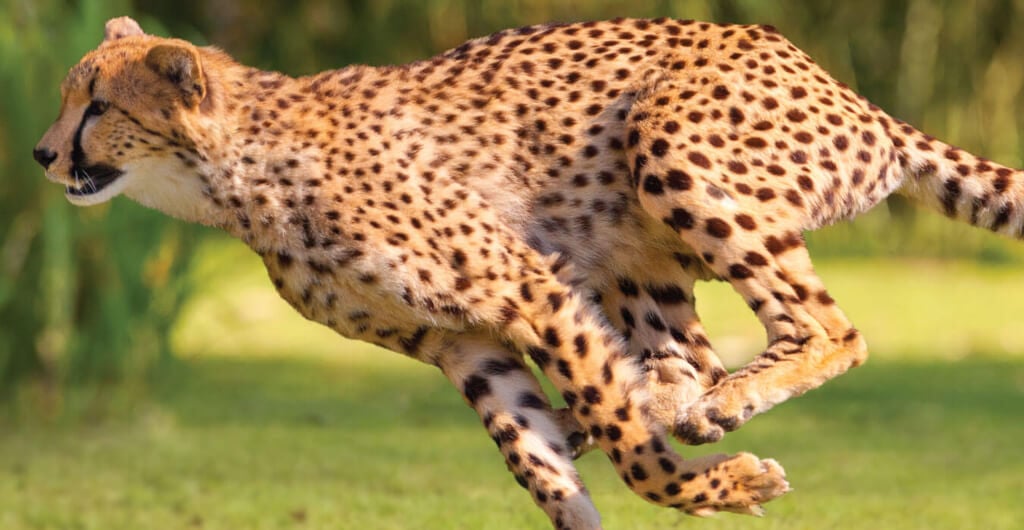 Cheetahs at Busch Gardens Tampa Bay