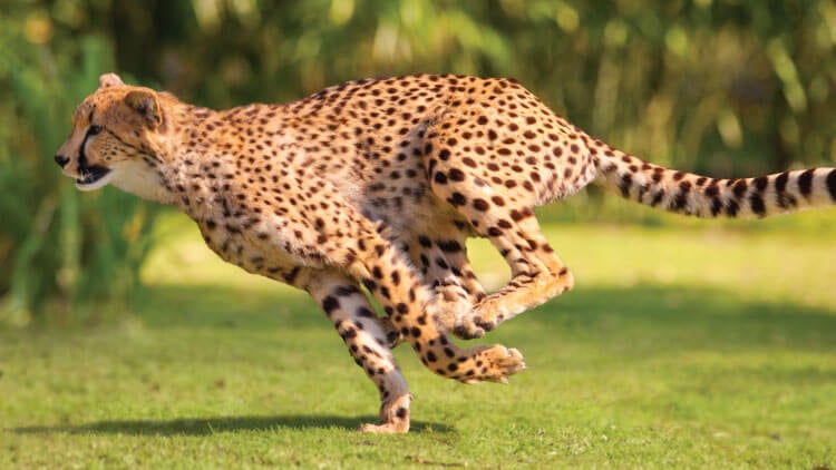Cheetahs at Busch Gardens Tampa Bay