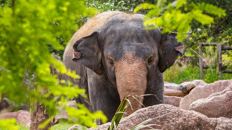 Asian Elephants at Busch Gardens Tampa Bay