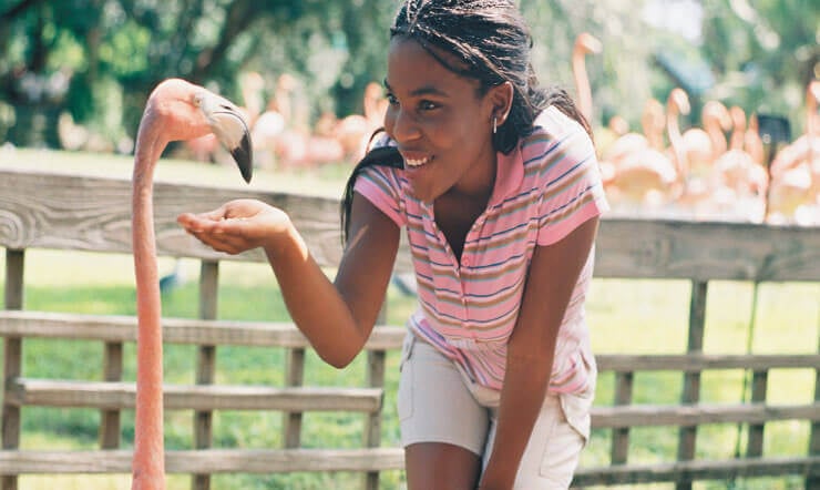 Flamingos at Busch Gardens Tampa Bay