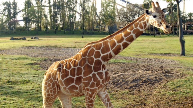 Reticulated Giraffes at Busch Gardens Tampa Bay