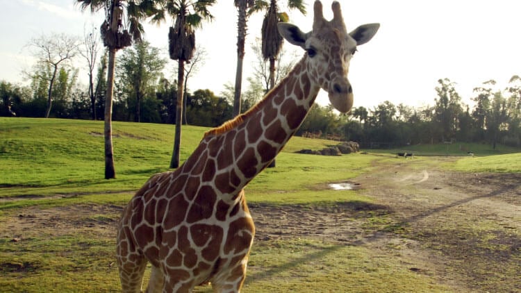 Reticulated Giraffes at Busch Gardens Tampa Bay