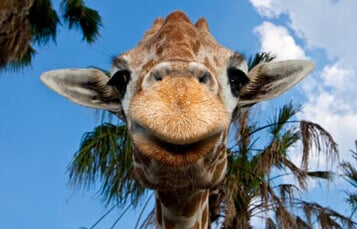 Reticulated Giraffes at Busch Gardens Tampa Bay
