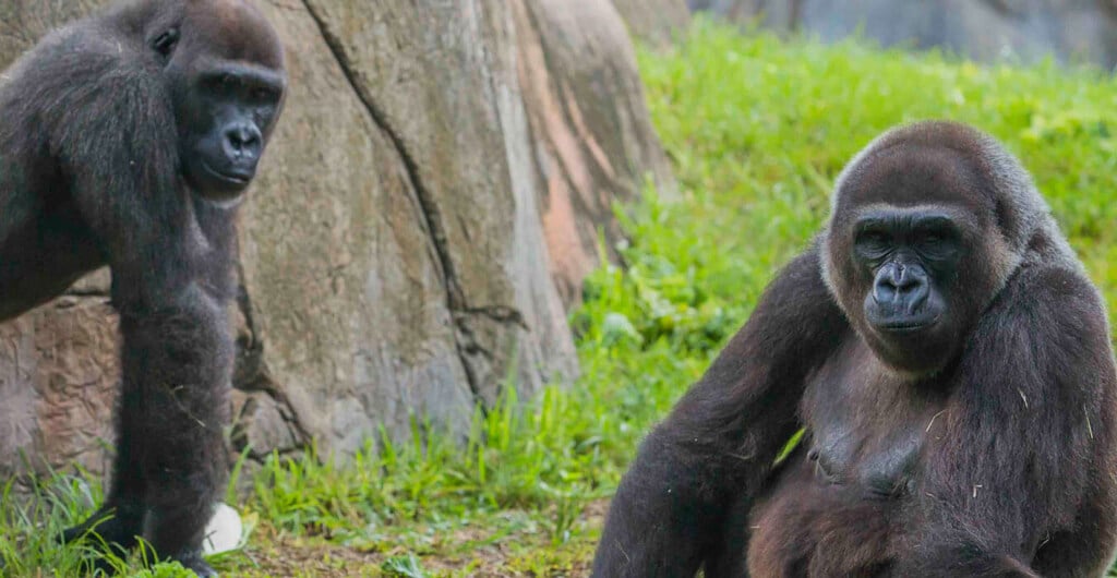 Gorillas at Busch Gardens Tampa Bay
