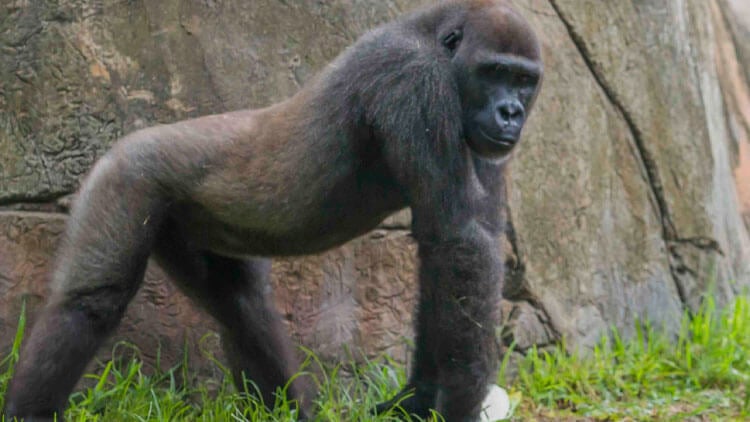 Gorillas at Busch Gardens Tampa Bay