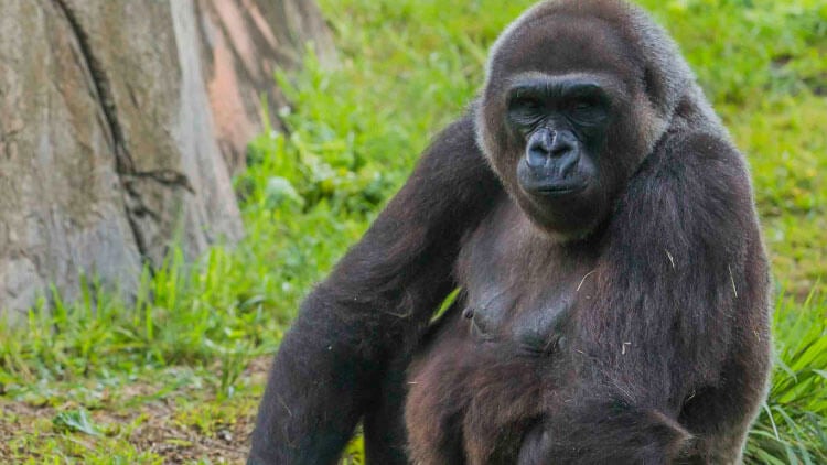 Gorillas at Busch Gardens Tampa Bay
