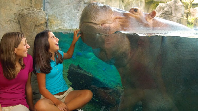 Hippos at Busch Gardens Tampa Bay