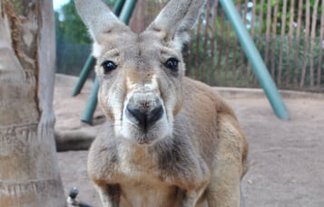 Kangaroos at Busch Gardens Tampa Bay