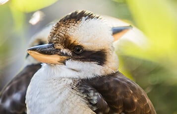 See the Kookabura at Busch Gardens Tampa Bay