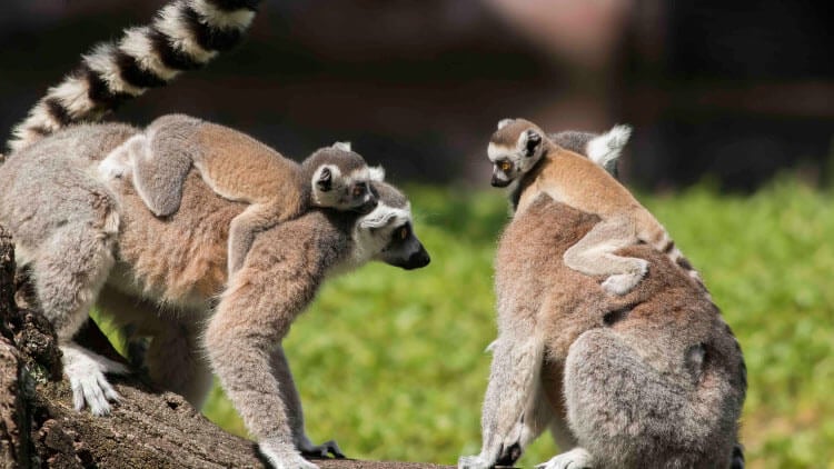 Ring-Tailed Lemurs at Busch Gardens Tampa Bay
