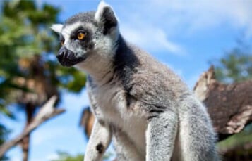 Ring-Tailed Lemurs at Busch Gardens Tampa Bay