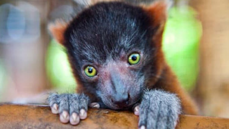 Red Ruffed Lemurs at Busch Gardens Tampa Bay