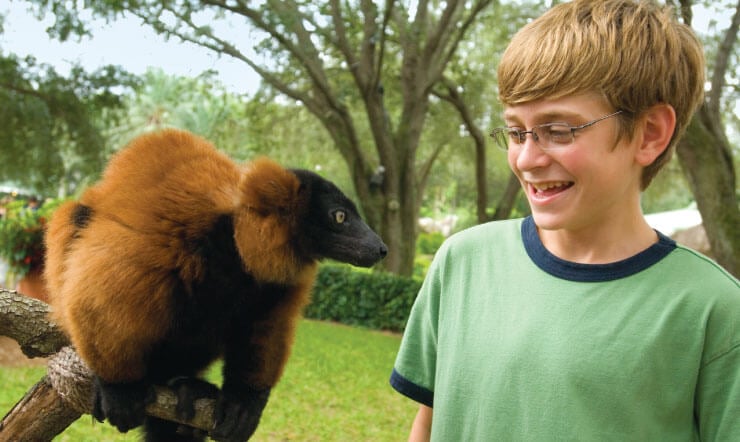 Red Ruffed Lemurs at Busch Gardens Tampa Bay