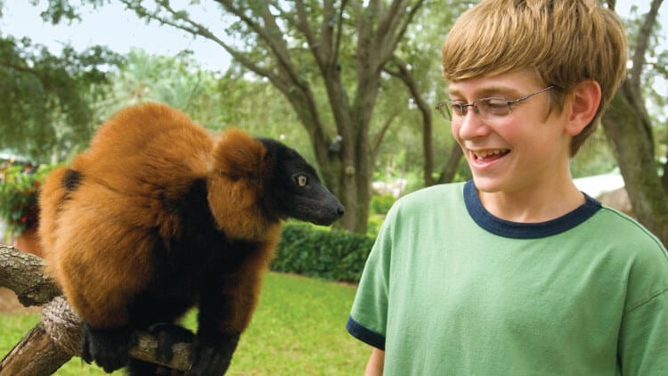 Red Ruffed Lemurs at Busch Gardens Tampa Bay