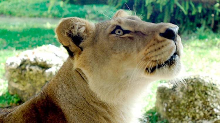 Lions at Busch Gardens Tampa Bay
