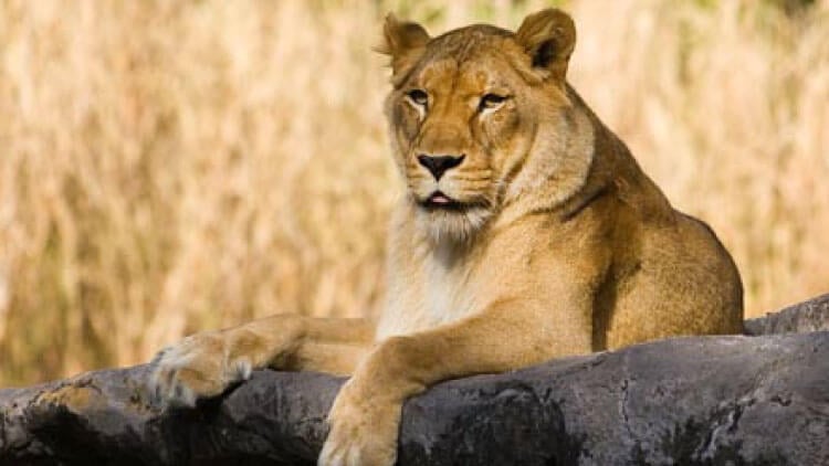 Lions at Busch Gardens Tampa Bay
