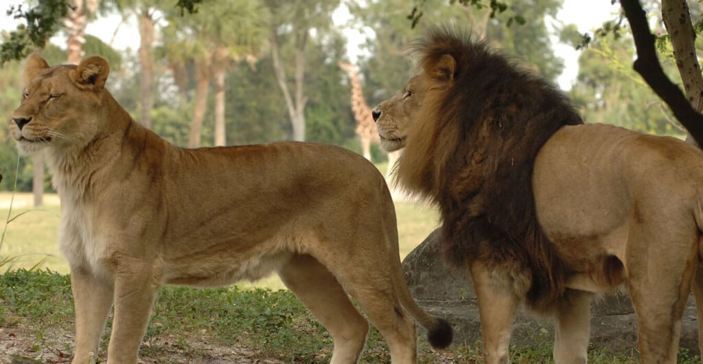 A male and female lion outside at Busch Gardens Tampa Bay, located in Florida