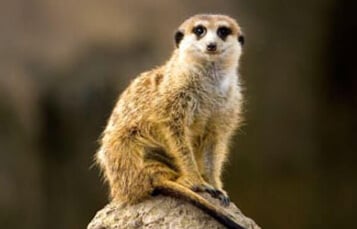 Meerkats at Busch Gardens Tampa Bay