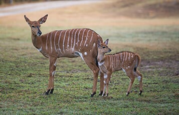 See the Nyala at Busch Gardens Tampa Bay