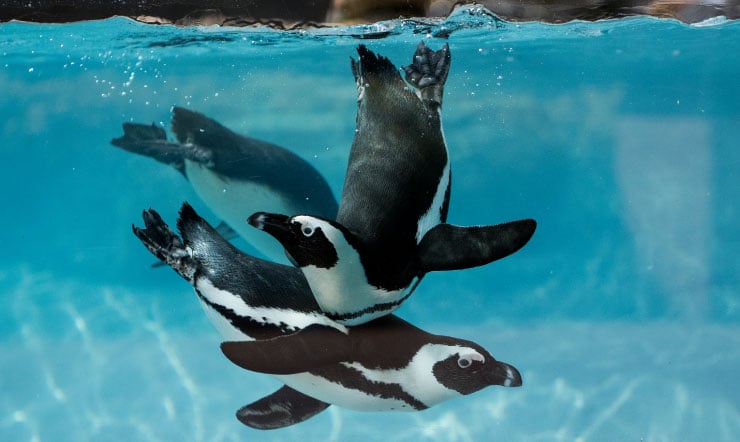 Penguins at Busch Gardens Tampa Bay