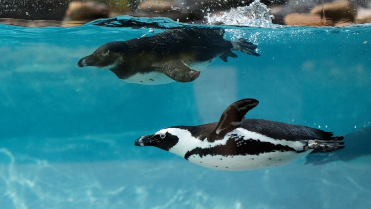 Penguins at Busch Gardens Tampa Bay