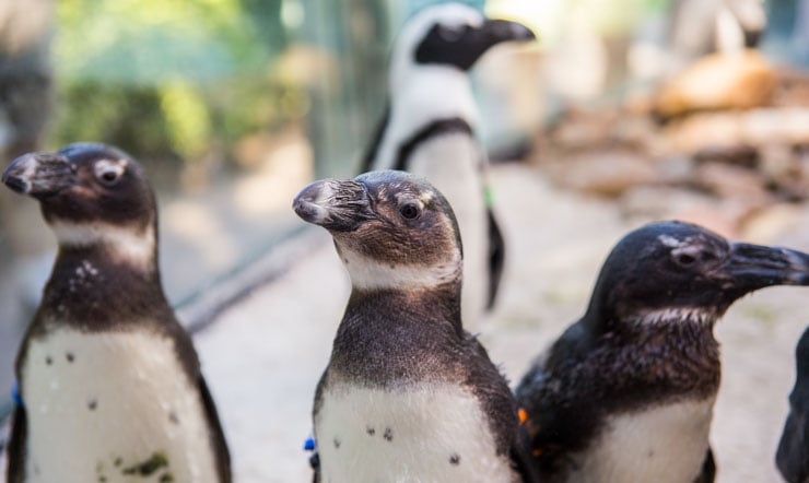 Penguins at Busch Gardens Tampa Bay