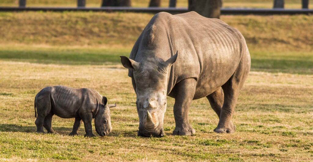 Rhinos at Busch Gardens Tampa Bay