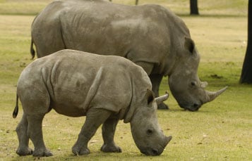 Rhinos at Busch Gardens Tampa Bay