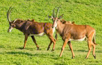 See Sables at Busch Gardens Tampa Bay