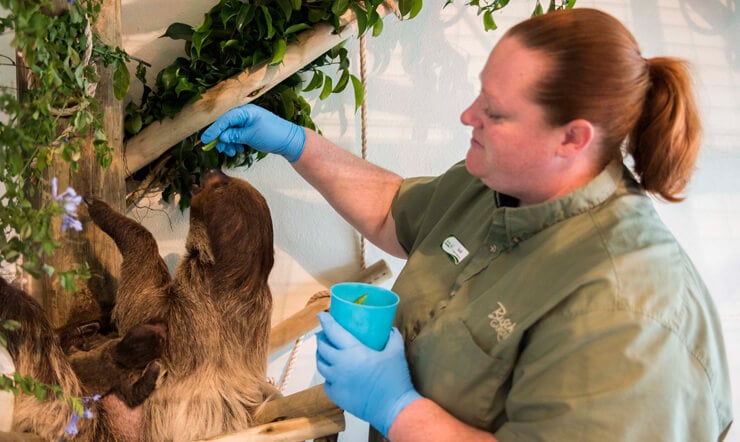 Sloths at Busch Gardens Tampa Bay