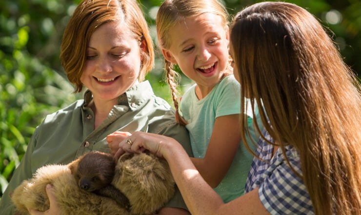 Sloths at Busch Gardens Tampa Bay