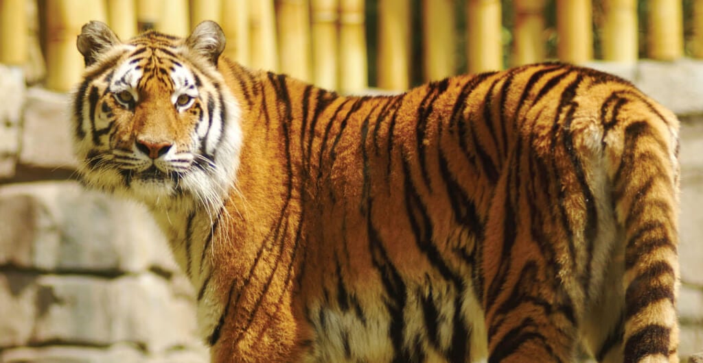 Bengal Tigers at Busch Gardens Tampa Bay